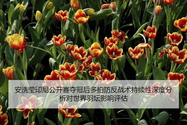 安洗莹印尼公开赛夺冠后多拍防反战术持续性深度分析对世界羽坛影响评估